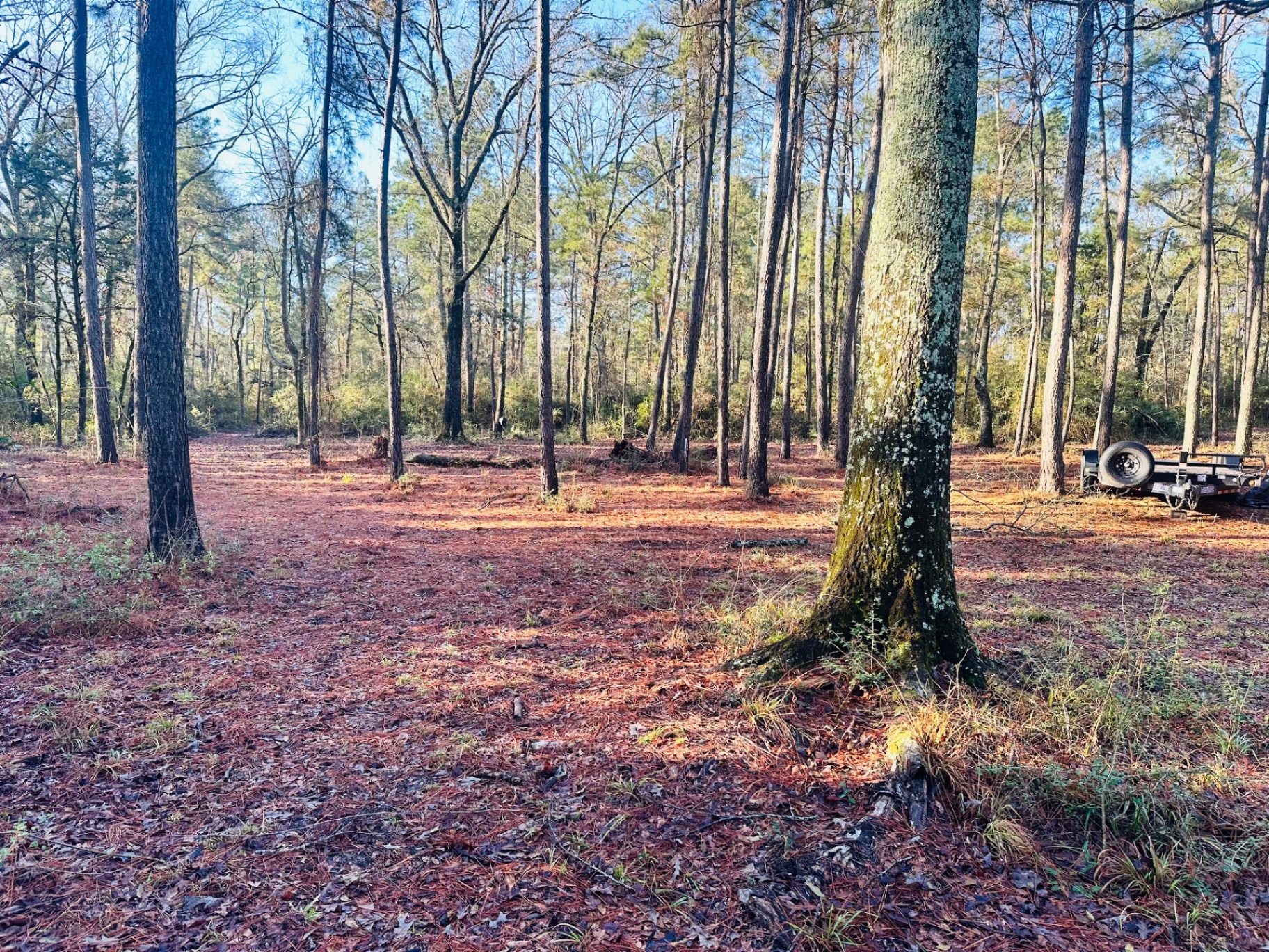 Freshly underbrushed pine stand with a clean forest floor