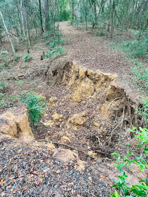 Erosion gully in wooded terrain before regrading